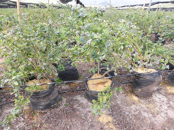 Sulfur Burners Chile