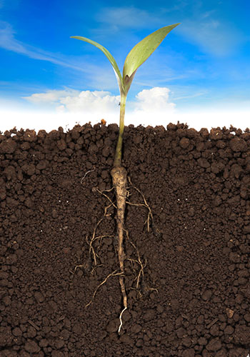 Sulfur Burners Chile