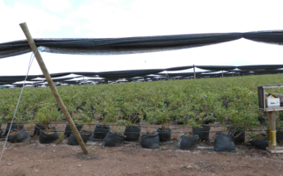 Sulfur Burners Chile
